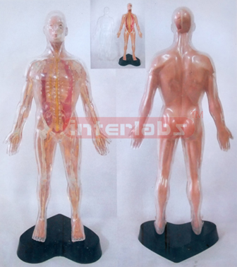 35CM TALL VERTICAL-STYLE, HUMAN NERVES SYSTEM MODEL